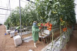 Image du Maroc Professionnelle de  Agriculture moderne au Sahara, des femmes marocaines effectuent la cueillette des tomates en grappes sous une serre dans une ferme à Dakhla. Dans cette région la production des tomates en grappes bénéficie d’un climat phénoménalement ensoleillé, tempéré et régulier, Mardi 21 Novembre 2006. Avec l'introduction des cultures sous abris serres, la région de Dakhla est devenue en très peu de temps célèbre pour ces productions de fruits et légumes destinés à l’export. (Photo / Abdeljalil Bounhar) 